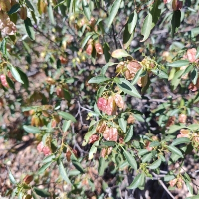 Dodonaea petiolaris