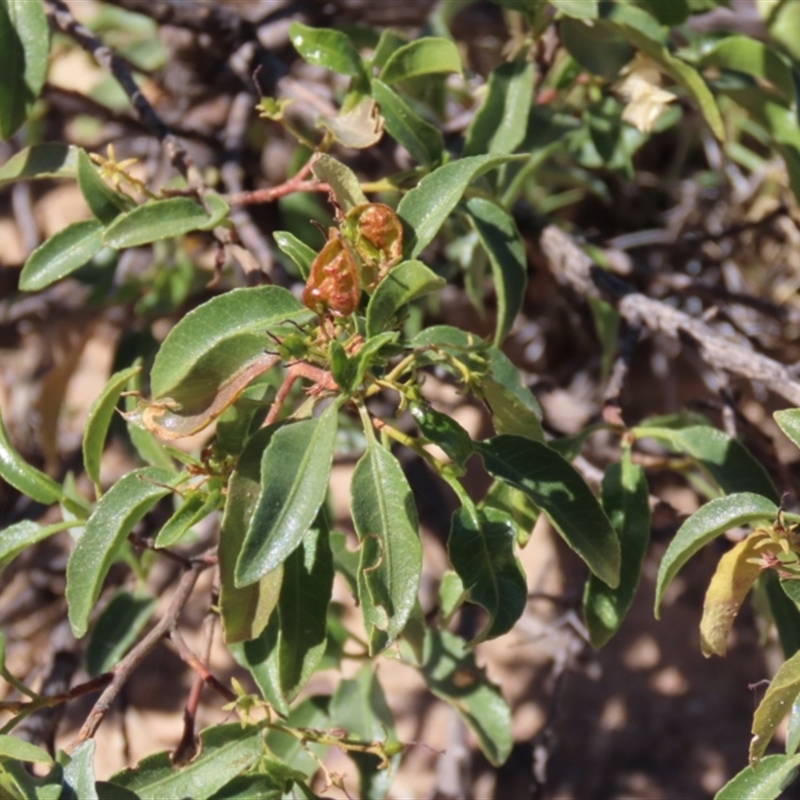 Dodonaea petiolaris