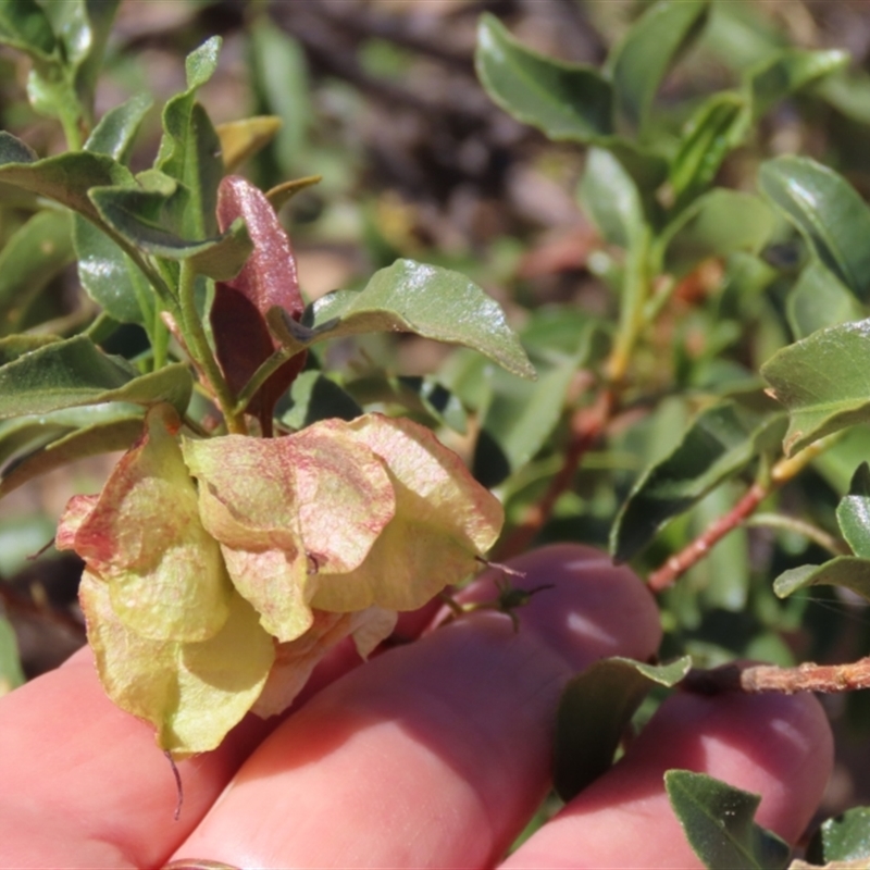 Dodonaea petiolaris