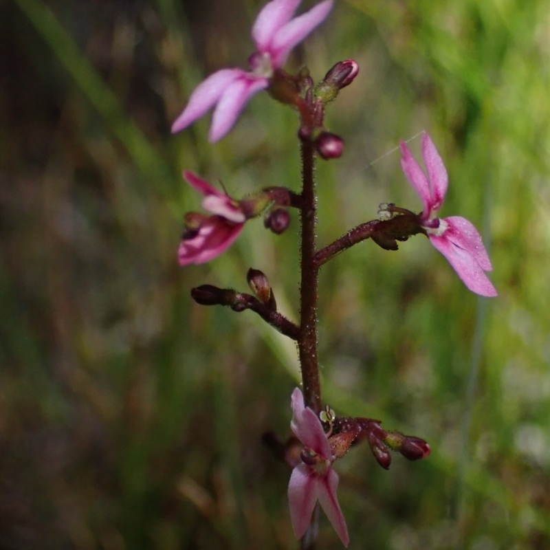 Stylidium ornatum