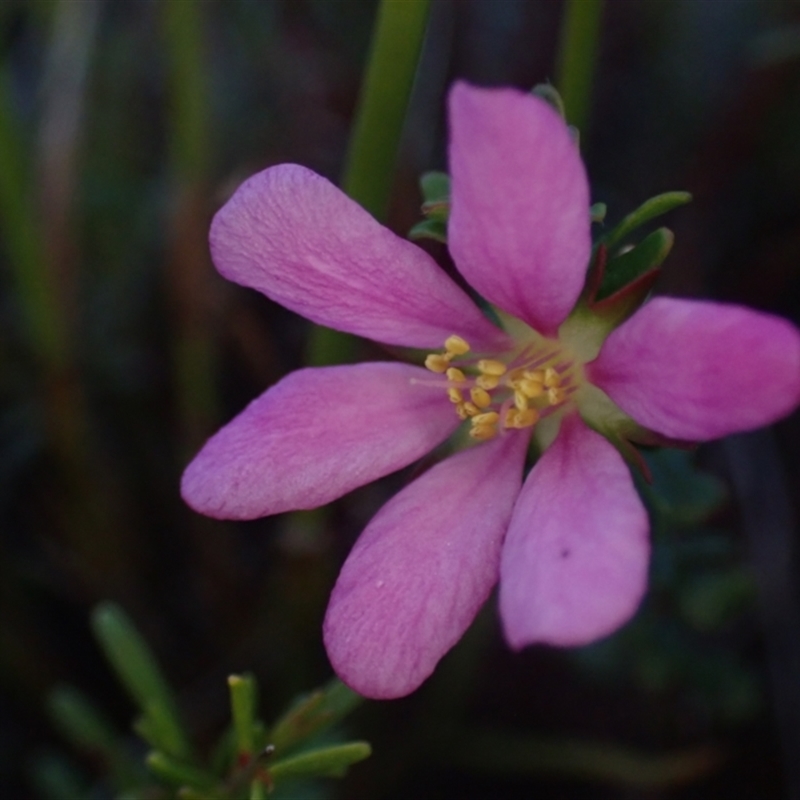 Bauera capitata