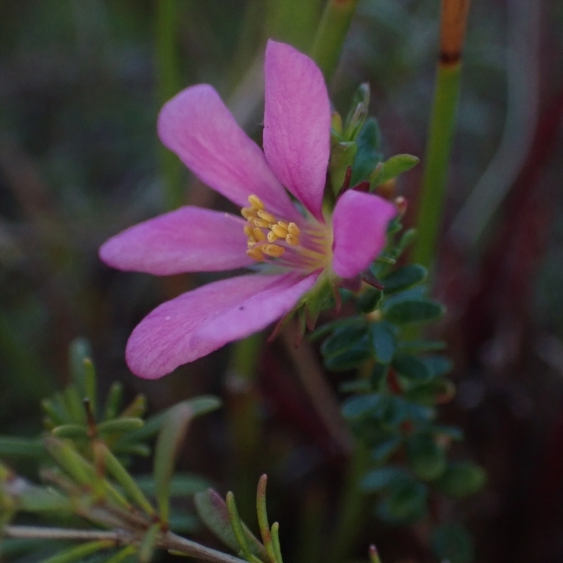 Bauera capitata