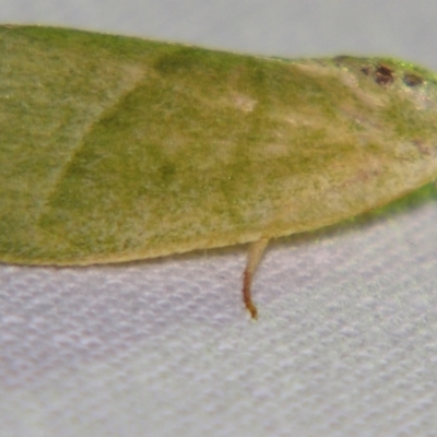 Earias subviridis