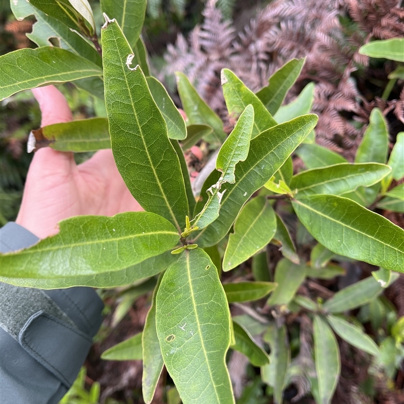 Olearia viscosa