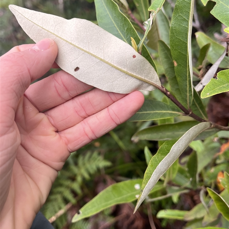 Olearia viscosa