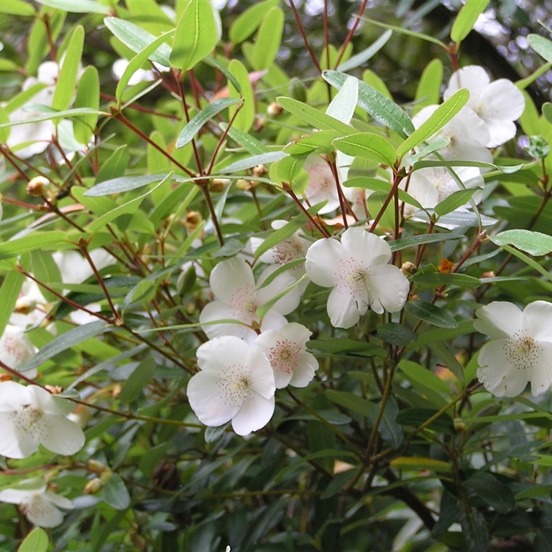 Eucryphia lucida