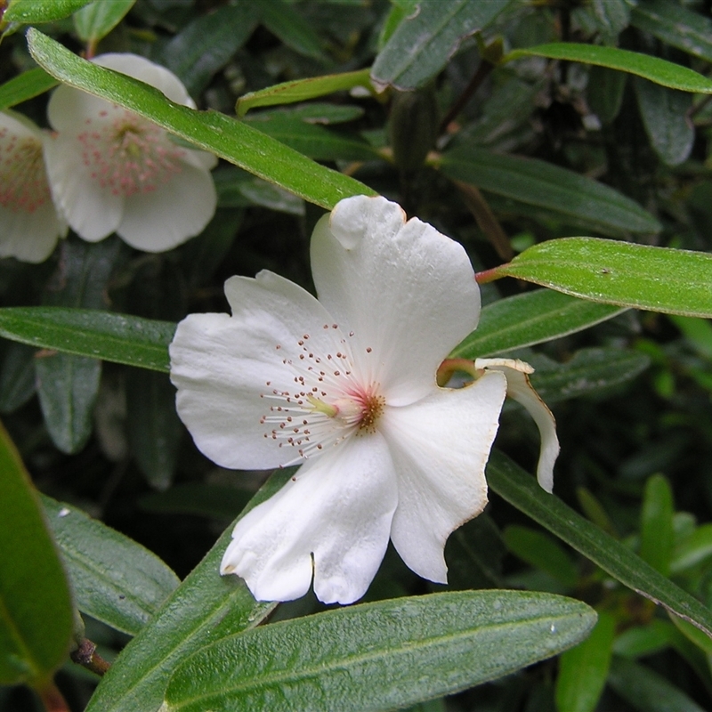 Eucryphia lucida