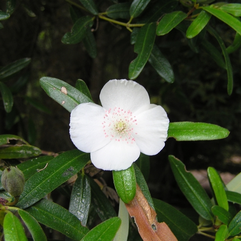 Eucryphia lucida