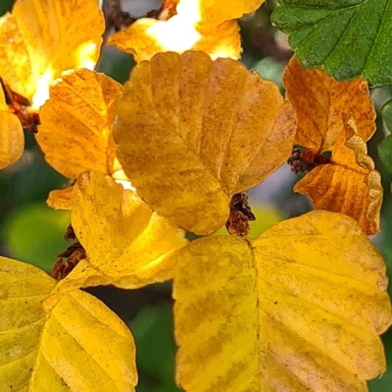 Nothofagus gunnii