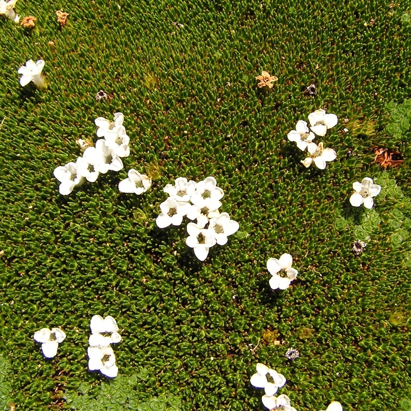 Dracophyllum minimum