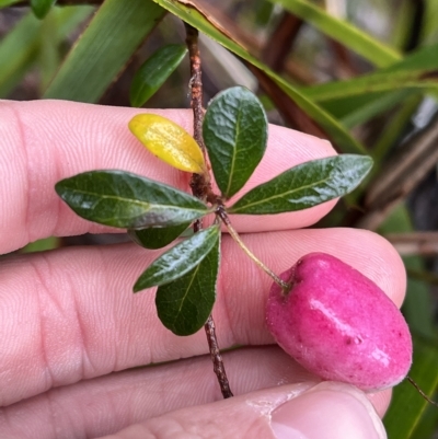 Billardiera ovalis