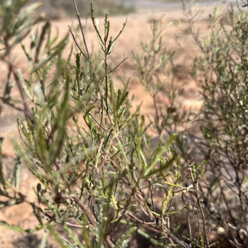 Dodonaea lobulata