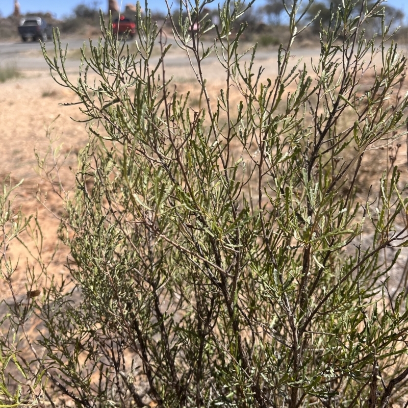 Dodonaea lobulata