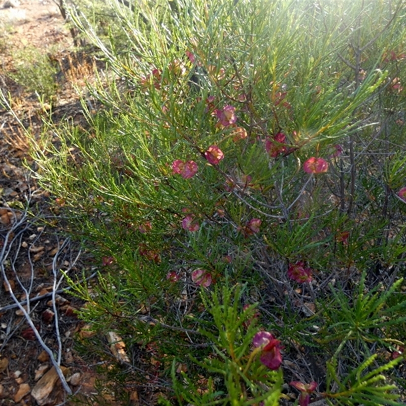 Dodonaea lobulata