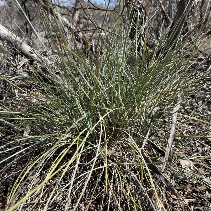 Lomandra effusa