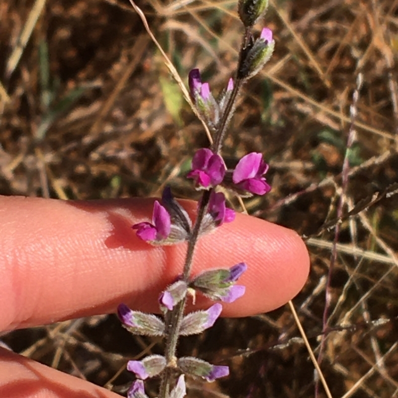 Cullen australasicum