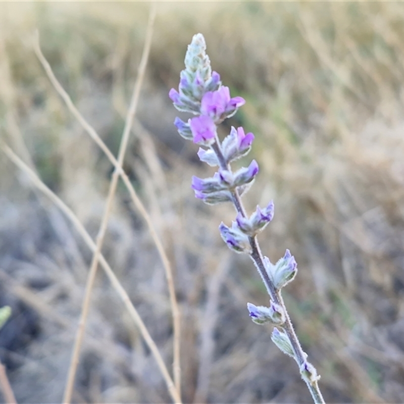 Cullen australasicum
