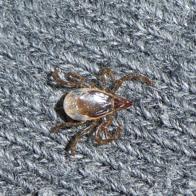 Ixodes sp. (genus)