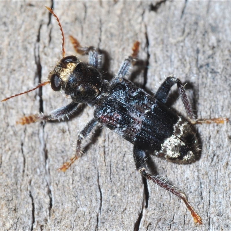 Stigmatium victoriae