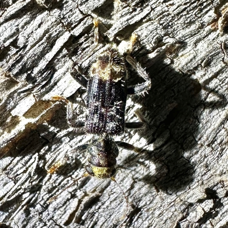 Stigmatium victoriae