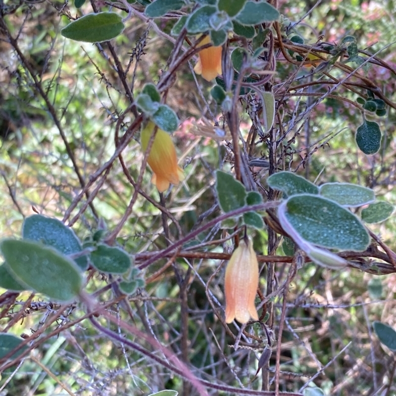 Marianthus bignoniacea