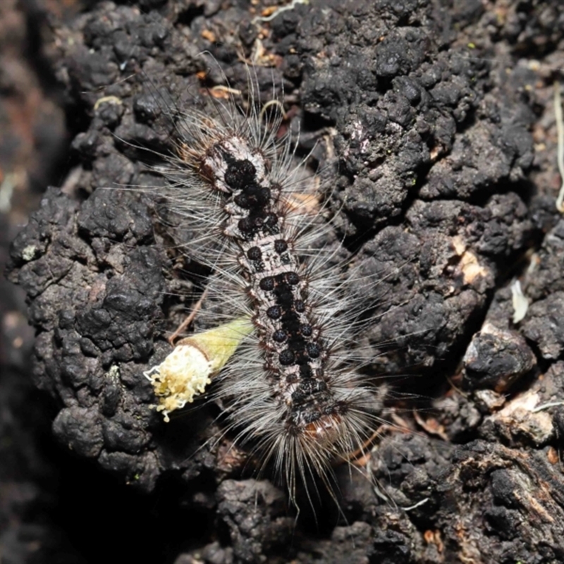 Lithosiini (IMMATURE)