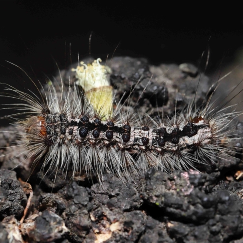 Lithosiini (IMMATURE)