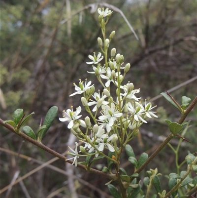 Bursaria spinosa