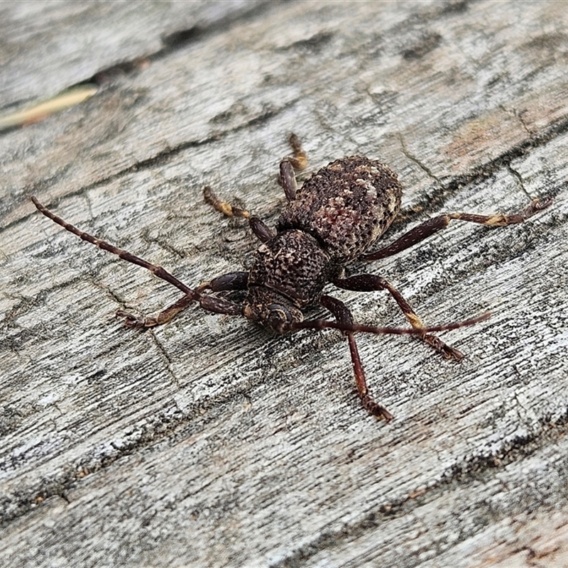 Athemistus sp. (genus)