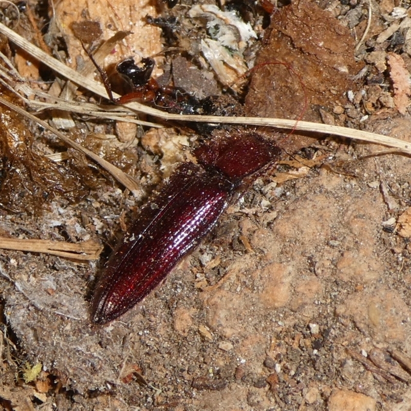 Hapatesus sp. (genus)