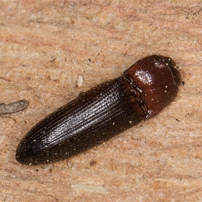 Hapatesus sp. (genus)