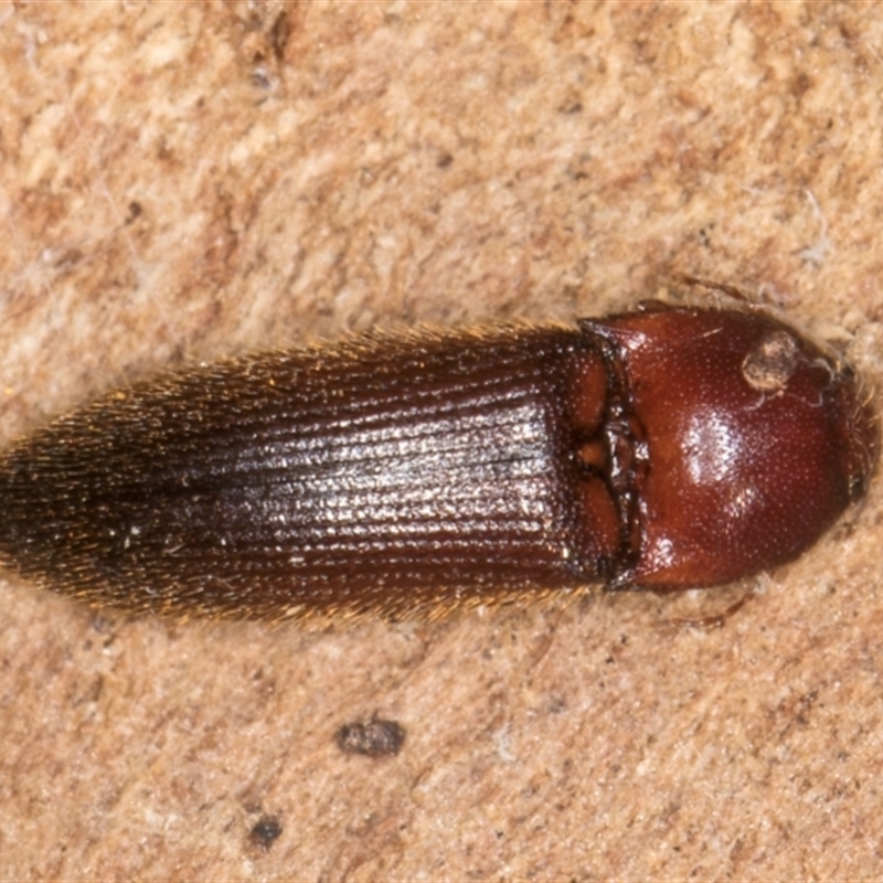 Hapatesus sp. (genus)
