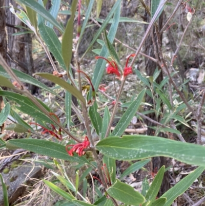 Grevillea dimorpha