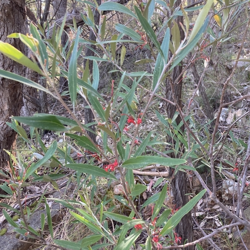 Grevillea dimorpha