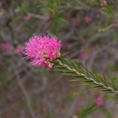 Melaleuca wilsonii