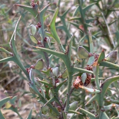 Daviesia pectinata