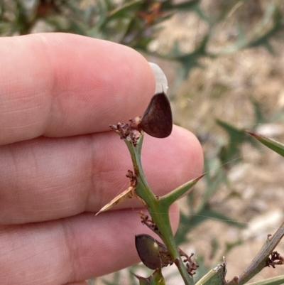 Daviesia pectinata