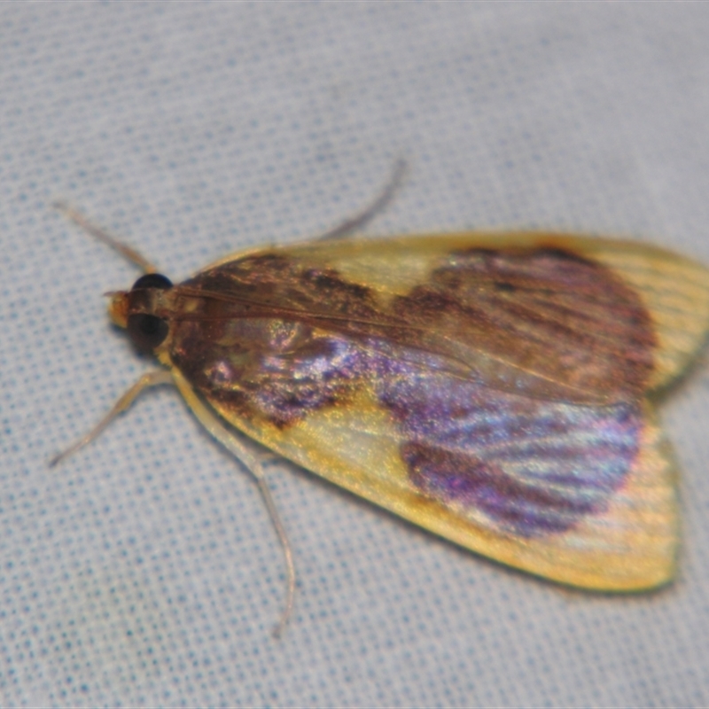 Prooedema inscisalis