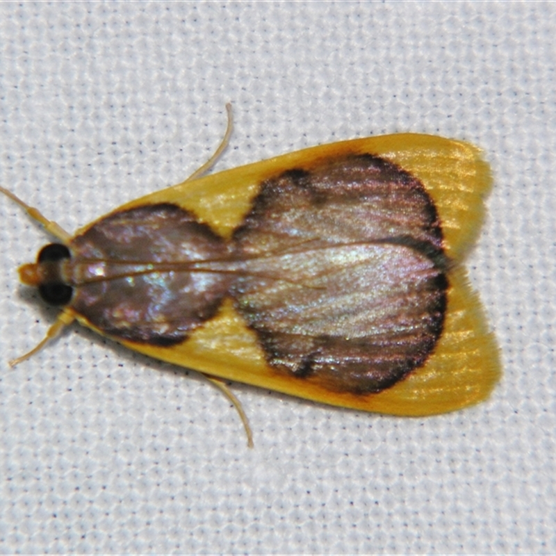 Prooedema inscisalis