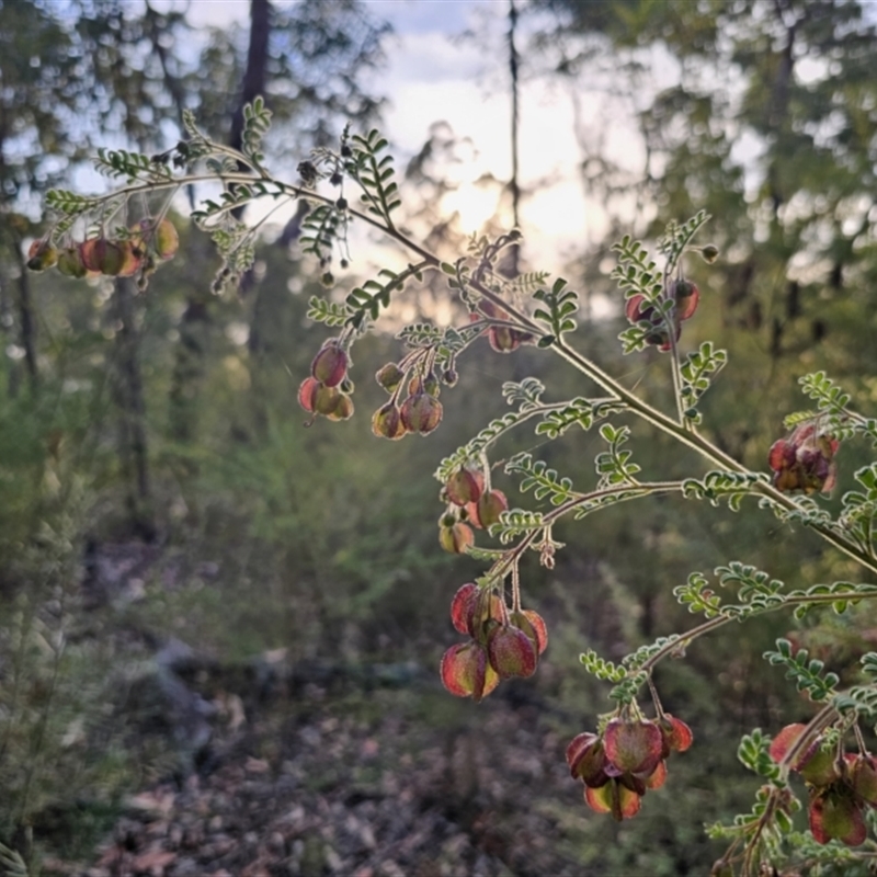 Dodonaea pinnata