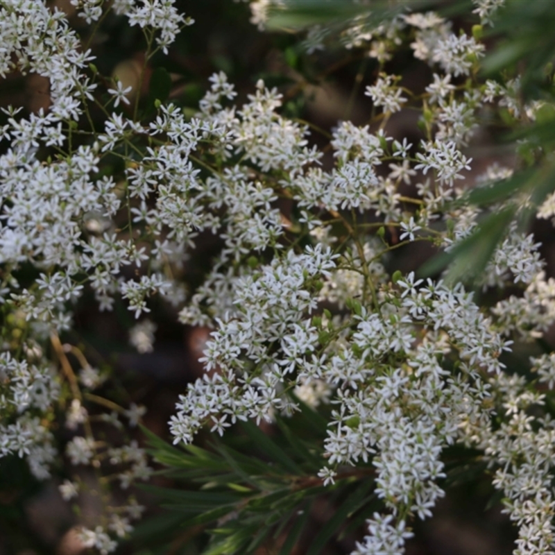 Bursaria spinosa subsp. spinosa