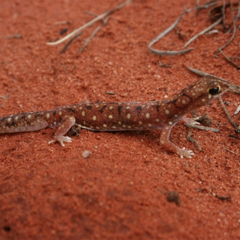 Rhynchoedura ornata