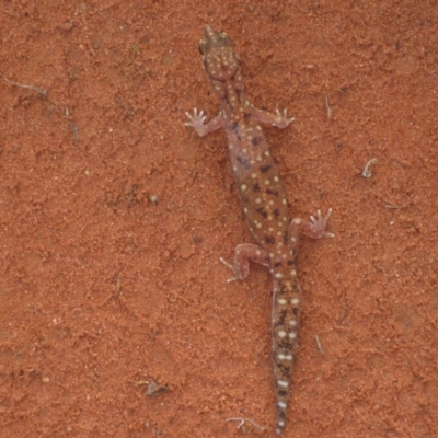 Rhynchoedura ornata