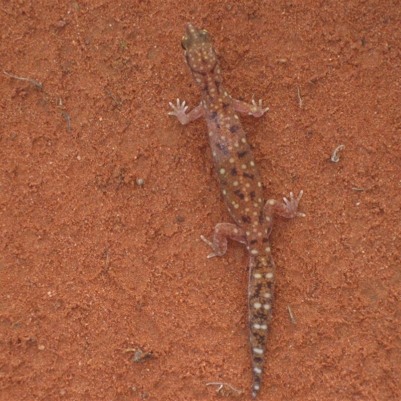 Rhynchoedura ornata