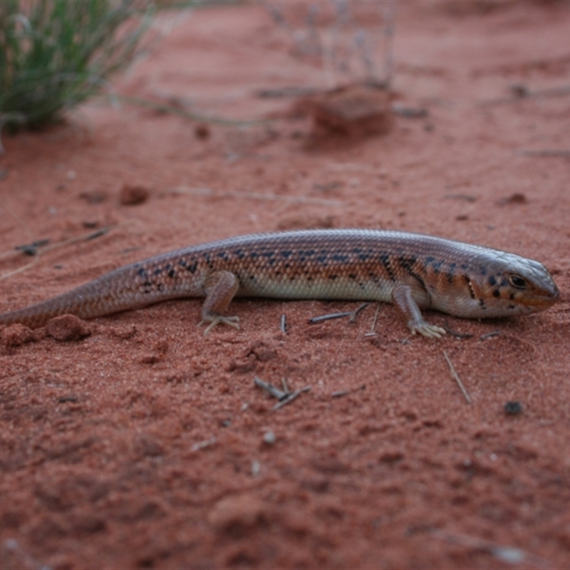 Liopholis inornata