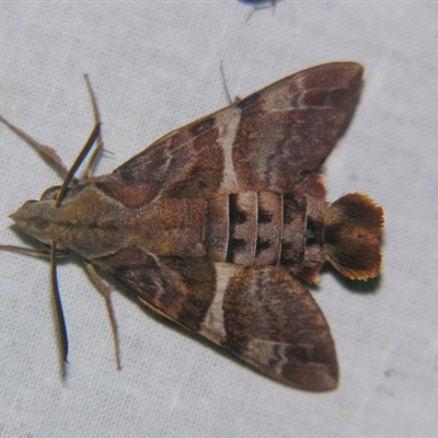 Macroglossum errans