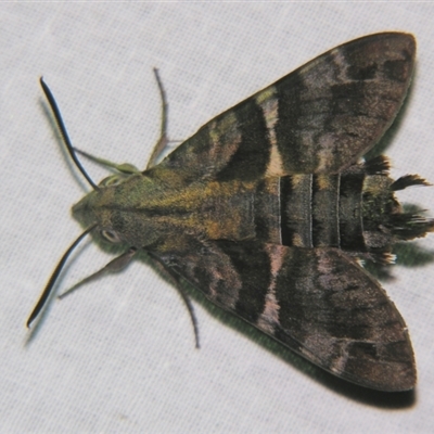 Macroglossum errans