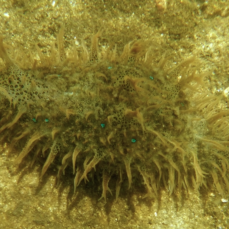 Bursatella leachii