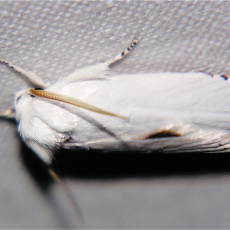 Cryptophasa epadelpha