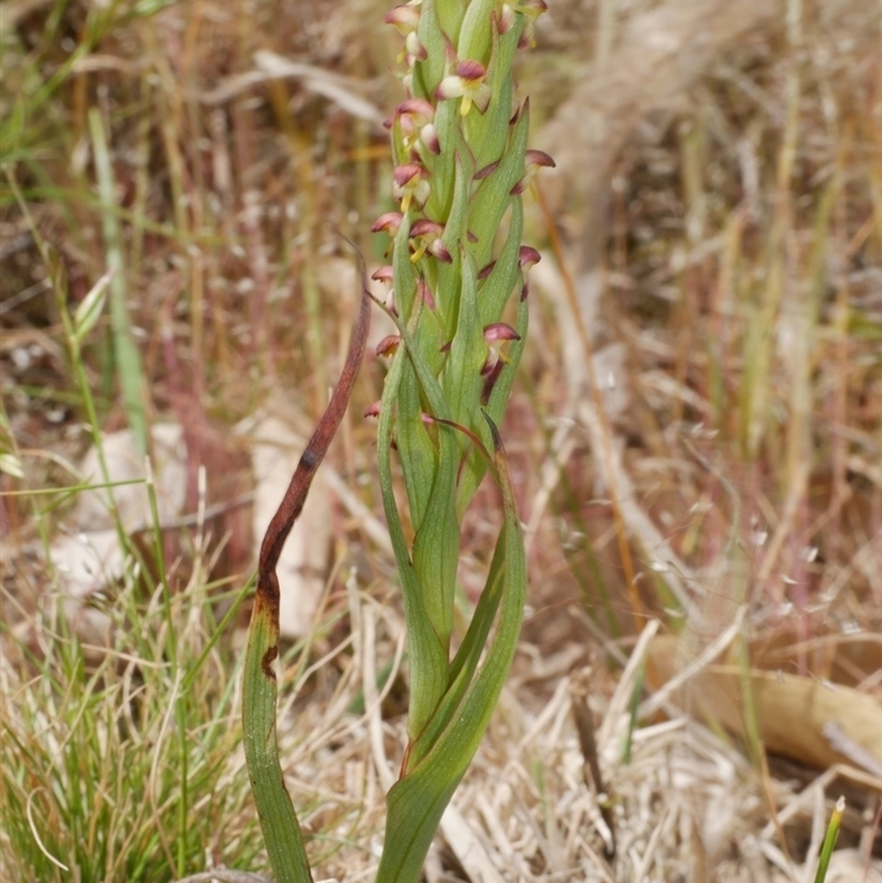 Disa bracteata